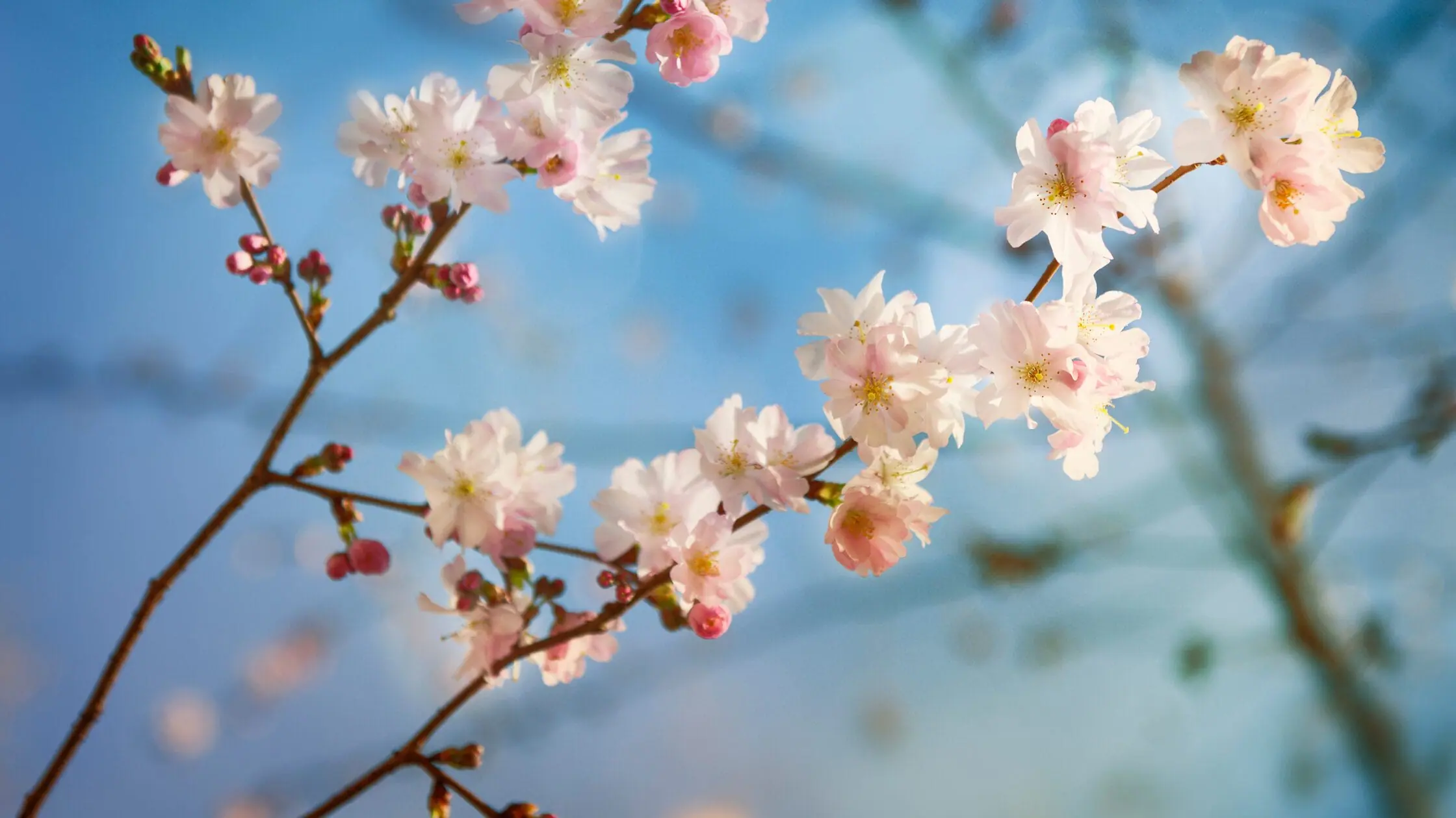 Plan Solar in the Winter, Shine in the Spring